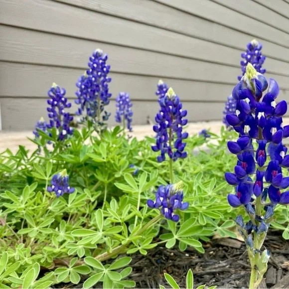 50 Seeds Texas Bluebonnet Wildflower Lupinus texensis Flower Seeds Garden - Picture 4 of 16